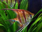 angel fish, ornamental fish, water