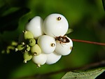 common snowberry, symphoricarpas albus, toy torpedo