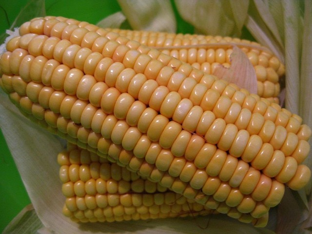 Free Corn On The Cob Corn photo and picture