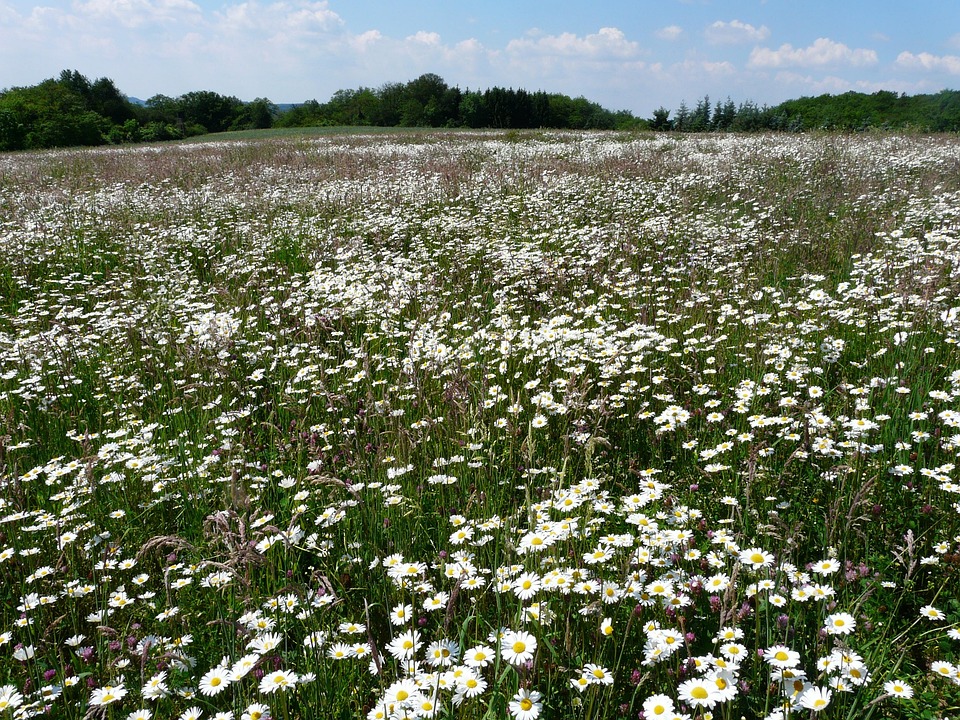 Prato Mager Fiore Di Campo · Foto gratis su Pixabay Prato Mager Fiore Di Campo · Foto gratis su Pixabay