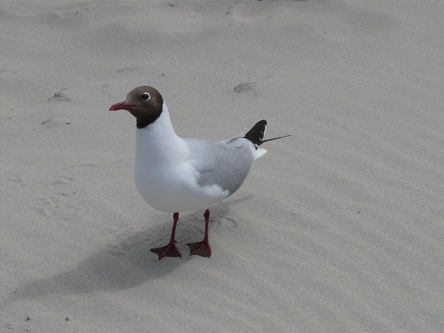Free Black-Headed Gull Gull photo and picture