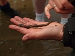 lake striped worm, worm, worm species