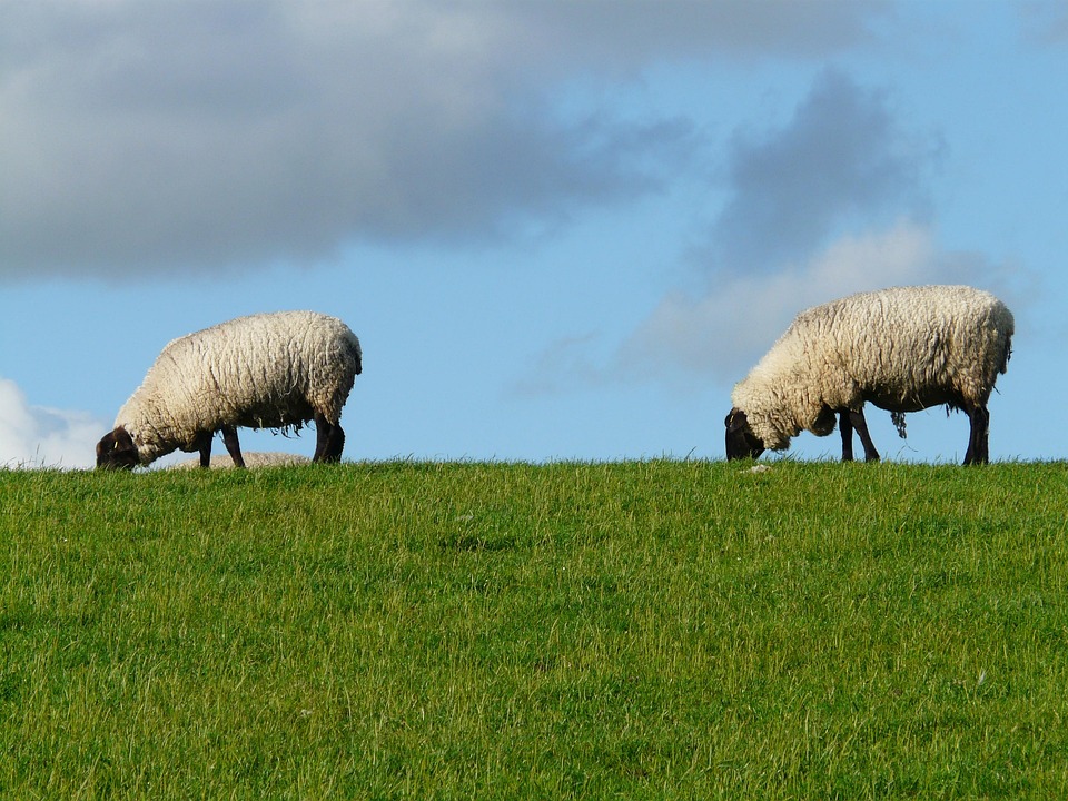 Free photo Flock Of Sheep, Sheep, Pair Free Image on Pixabay 57695