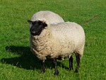sheep, funny, happy