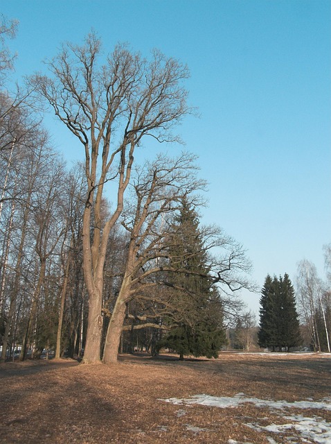 Free Sky Park photo and picture