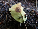 red, black, ants