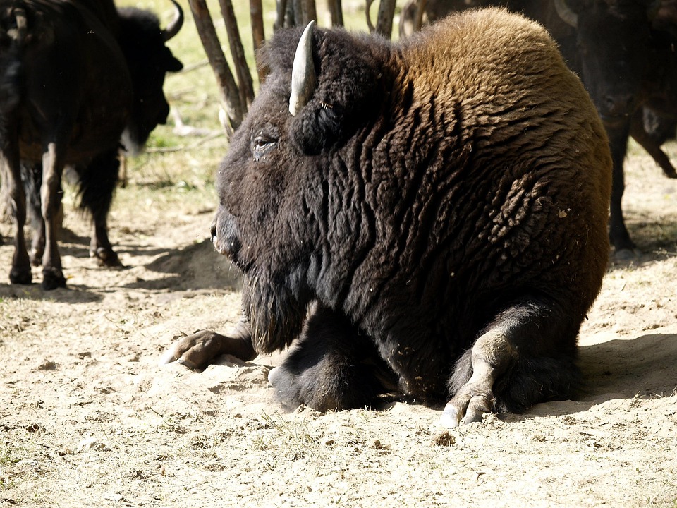Bison Animal Nature - Free photo on Pixabay