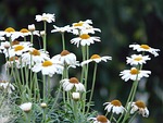 marguerite, tree daisy, argyranthemum frutescens