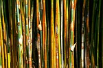 bamboo, plant, grass