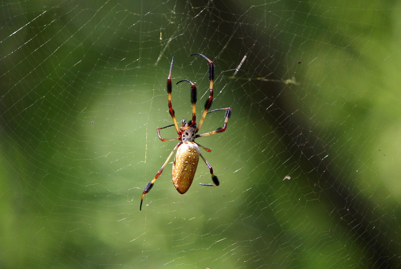 Spider - free online jigsaw puzzle photo