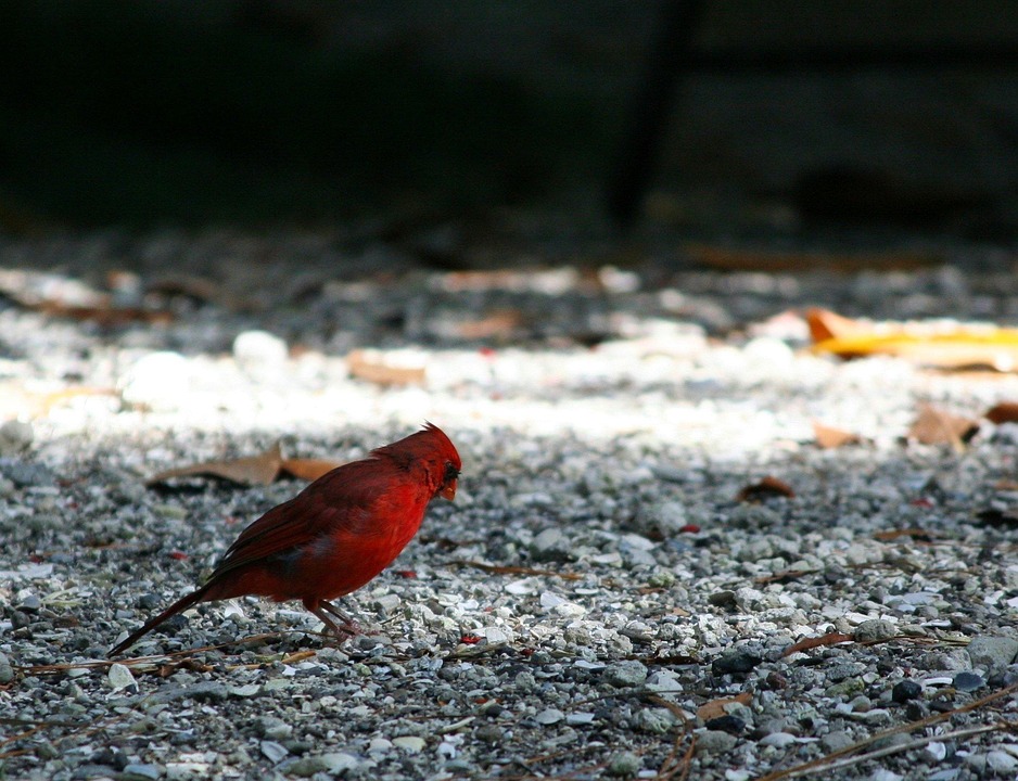 Photo gratuite Oiseau Rouge, Northern Cardinal Image gratuite sur Pixabay 58392