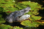alligator sculpture, fake gator, lily pads
