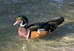 male wood duck, waterfowl, bird
