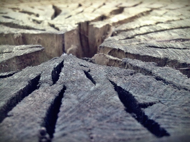 Free Tree Trunk photo and picture
