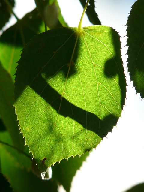 Free Linden Tree Tree photo and picture