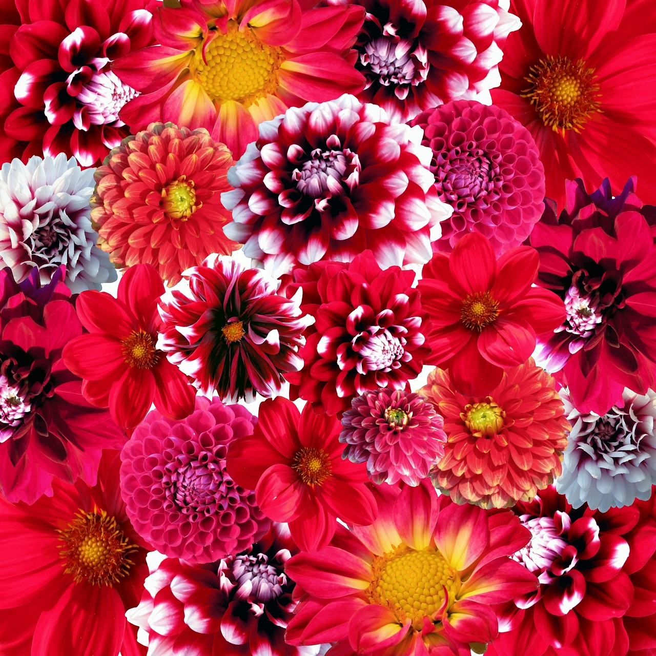 40,000+ Free Flower Collage & Collage Images - Pixabay