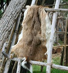 deer hide, pelt, native american