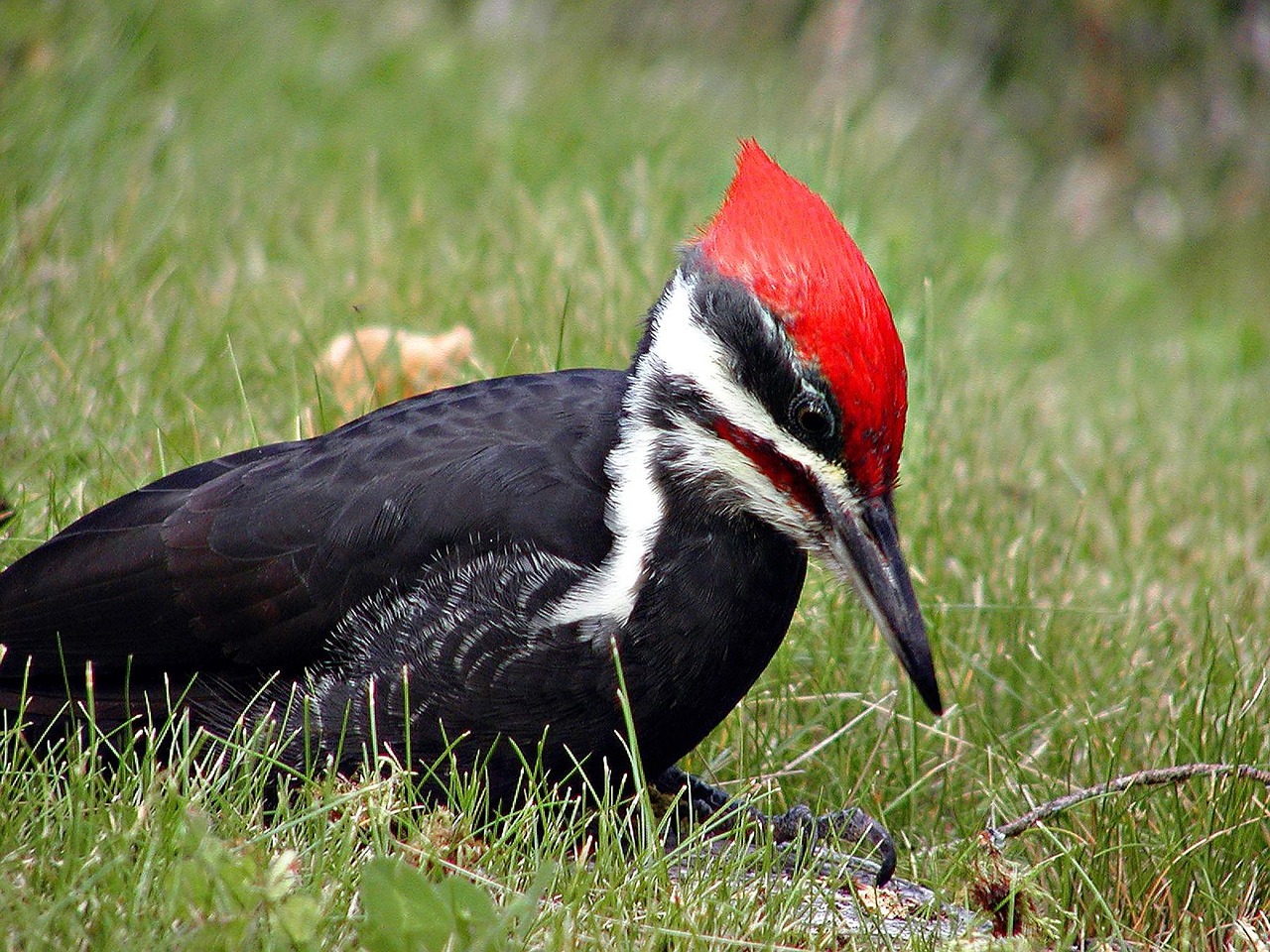 Woodpecker Wild Bird · Free photo on Pixabay