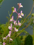 summer toadflax, roadside toadflax, flowers