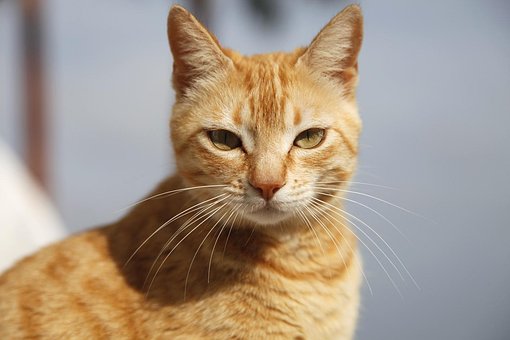 Free Cat Portrait photo and picture