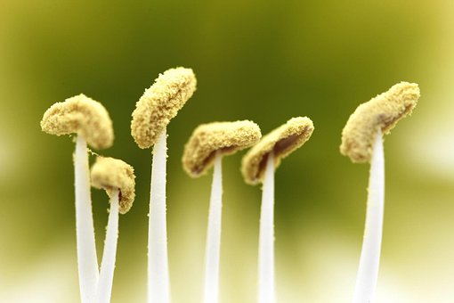 Free Nature Flower Background photo and picture