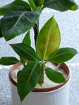 banana shrub, banana tree, banana plant