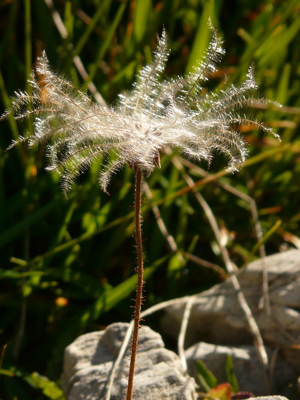 新仙女木 Octopetala 花序 花丝 山 - Pixabay上的免费照片 - Pixabay