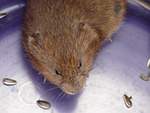 east water vole, mouse, water vole