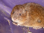 east water vole, mouse, face