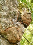tree, disease, proliferation