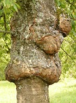 tree, disease, proliferation