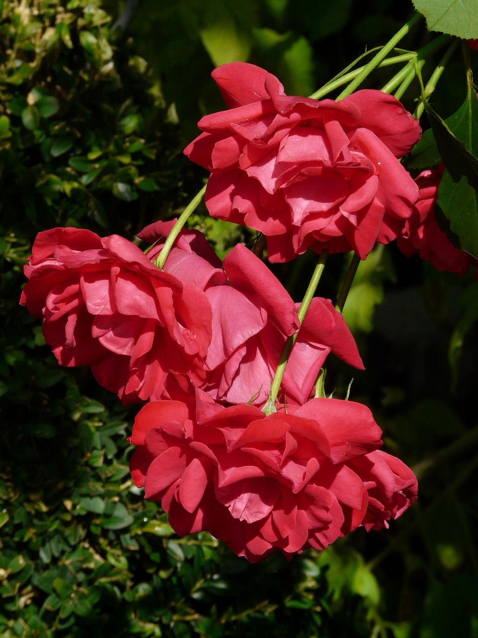 Des Roses Rouge Rouges - Photo gratuite sur Pixabay - Pixabay