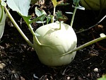 kohlrabi, vegetables, turnip