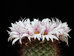 cactus, white, flowers