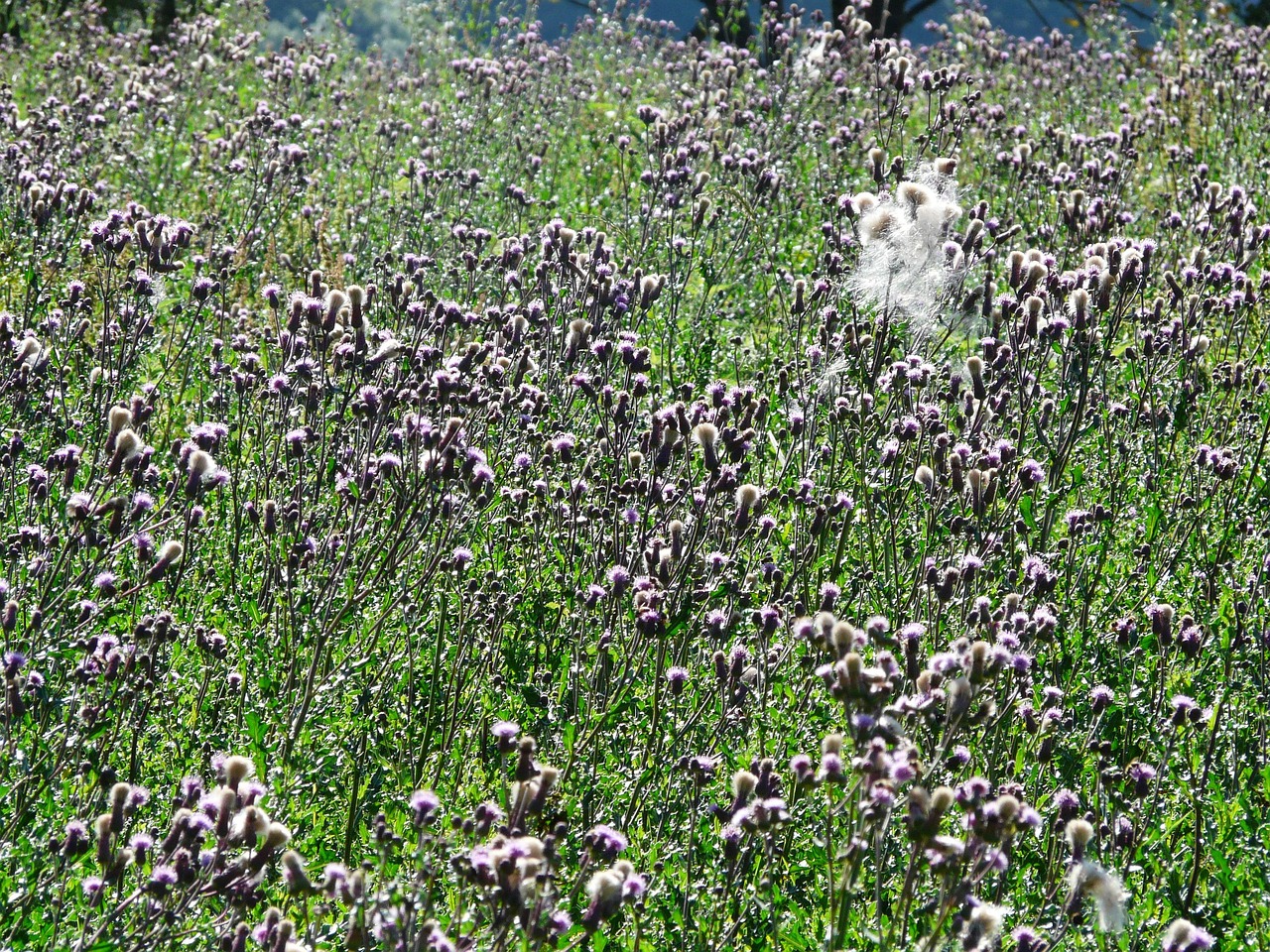 Chardon Des Champs Cirsium Arvense - Photo gratuite sur Pixabay - Pixabay