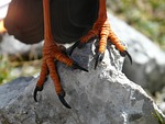 vogelfuesse, feet, claw