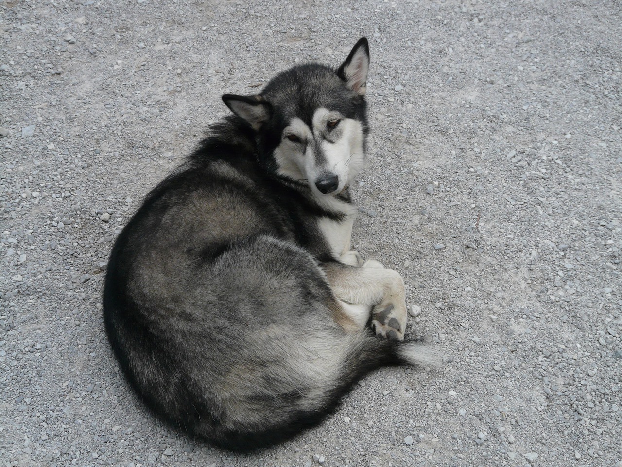 Rauque Husky Sibérien Rauque Chien - Photo gratuite sur Pixabay - Pixabay