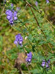 monkshood, plant, poisonous plant