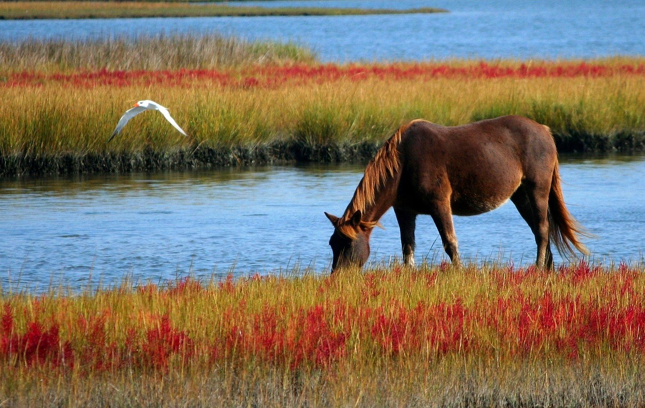 Free Horse Animal photo and picture Free Horse Animal photo and picture
