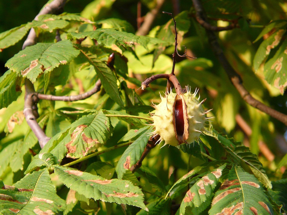 Chestnut Tree - Free photo on Pixabay