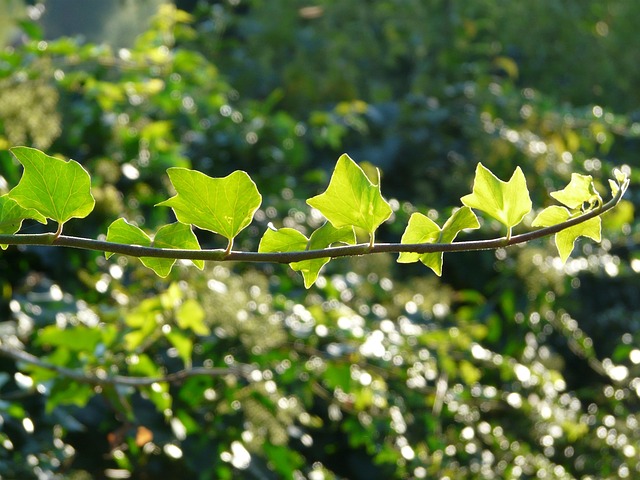 Free Tendril Ivy photo and picture