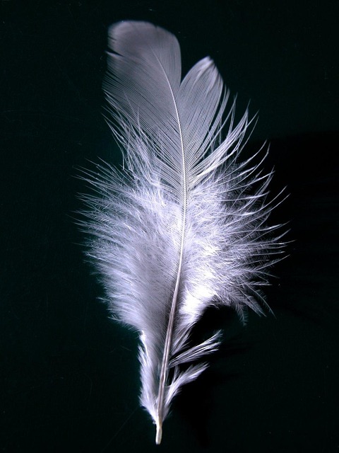 Free Feather Plumage photo and picture
