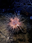 actinostola, sea anemone, actinostola chilensis