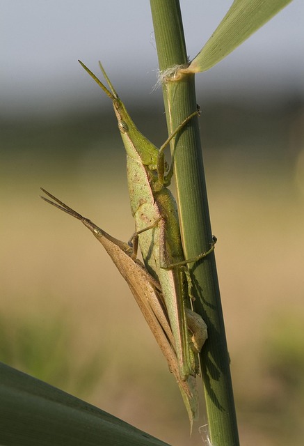 Free Grasshoppers Pairing photo and picture