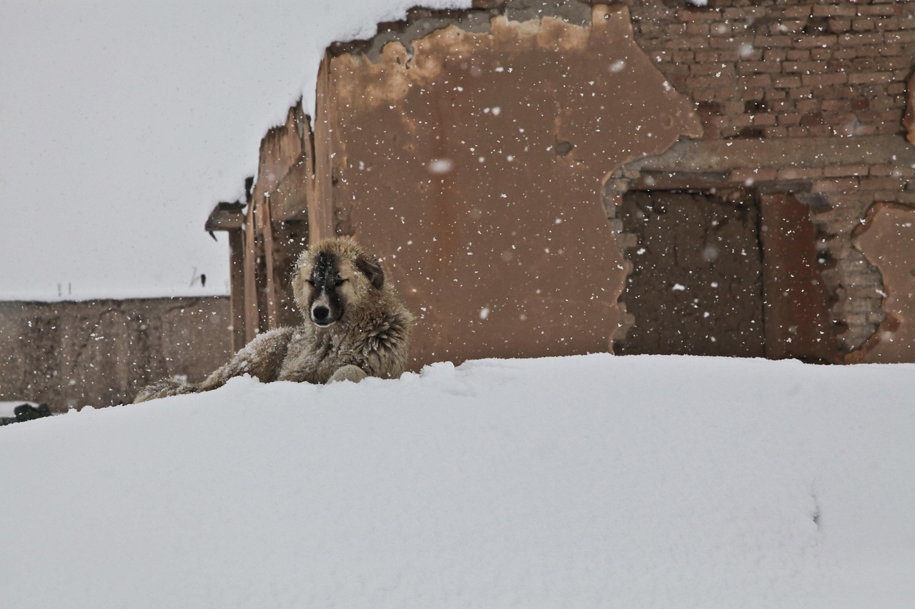 Hund, Winter, Schnee, Haus, Afghanistan