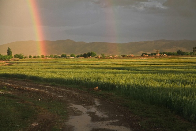 Free Rainbow Field photo and picture