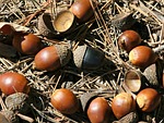 nuts, black acorn, oak