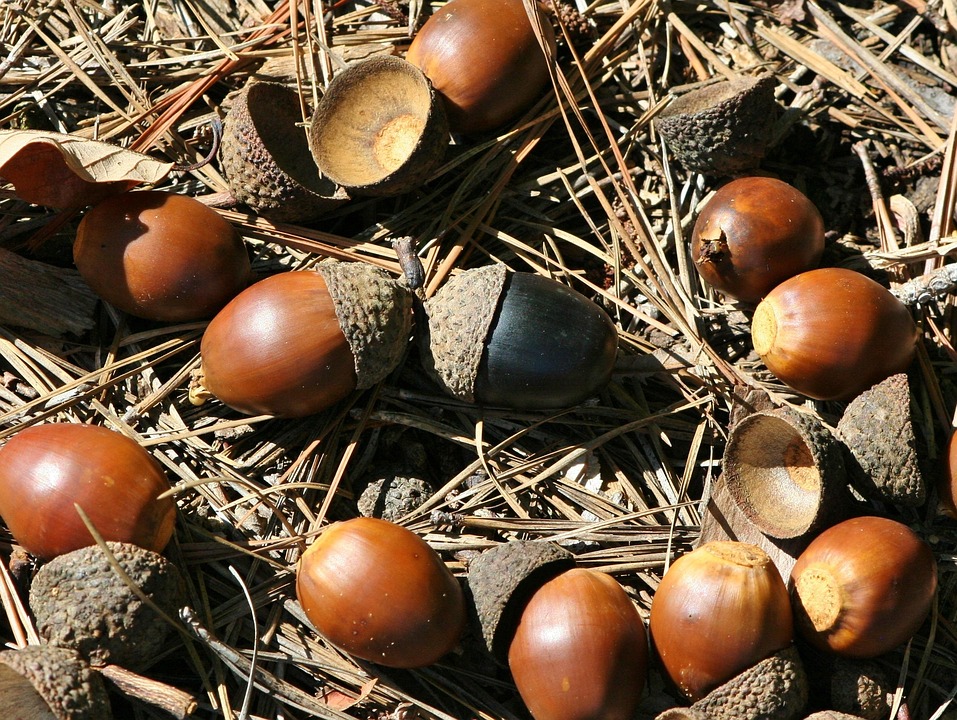 California Ground Squirrels Revealed as Vole Hunters - News Directory 3