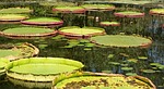 lily pads, pond, aquatic