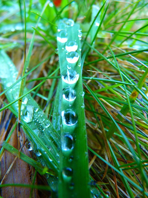 Free Blade Of Grass Waterdrop photo and picture
